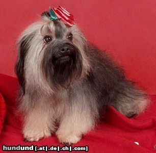 Bolonka Zwetna Hunde Foto 19829 in höherer Auflösung ansehen Bolonka Zwetna Rus.Ch. LADUSHKI BAHROMA