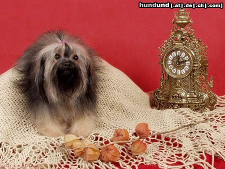 Bolonka Zwetna Hunde Foto 19827 in höherer Auflösung ansehen Bolonka Zwetna Rus.Ch. LADUSHKI BAHROMA