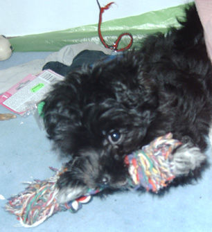 Bolonka Zwetna Hunde Foto 30740 in höherer Auflösung ansehen Bolonka Zwetna Momo im Kampf mit der Baumwollhantel