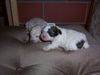 Bolonka Zwetna Foto: meine süße tiffy(weiß-schwarz) und ihre große schwester,......... (ID 19539) Bolonka Zwetna Hund