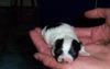 Bolonka Zwetna Foto: mein süßer sammy (ID 20538) Bolonka Zwetna Hund
