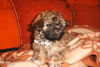 Bolonka Zwetna Foto: Curly (ID 30155) Bolonka Zwetna Hund