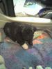 Bolonka Zwetna Foto: der große noch ganz klein (ID 45512) Bolonka Zwetna Hund