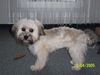 Bolonka Zwetna Foto: Foto nach dem 1. Friseurbesuch (ID 21464) Bolonka Zwetna Hund
