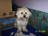 Bolonka Zwetna Foto: Macho früh am Morgen (ID 25600) Bolonka Zwetna Hund