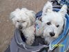 Bolonka Zwetna Foto: Macho und sein Freund Eddie (ID 45422) Bolonka Zwetna Hund