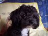 Bolonka Zwetna Foto: Das ist unsere Fine ! (ID 31508) Bolonka Zwetna Hund