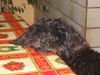 Bolonka Zwetna Foto: of the mysterious Avalon (ID 43380) Bolonka Zwetna Hund