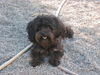 Bolonka Zwetna Foto: of the mysterious Avalon (ID 41678) Bolonka Zwetna Hund