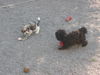 Bolonka Zwetna Foto: of the mysterious Avalon (ID 41679) Bolonka Zwetna Hund