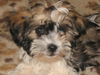 Bolonka Zwetna Foto: of the mysterious Avalon (ID 41680) Bolonka Zwetna Hund