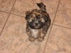 Bolonka Zwetna Foto: of the mysterious Avalon (ID 41683) Bolonka Zwetna Hund