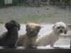 Bolonka Zwetna Foto: of the mysterious Avalon (ID 42883) Bolonka Zwetna Hund
