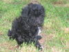 Bolonka Zwetna Foto: Ich suche noch ein Zuhause ( Boomer ) (ID 42220) Bolonka Zwetna Hund