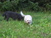 Bolonka Zwetna Foto: of the mysterious Avalon (ID 42881) Bolonka Zwetna Hund