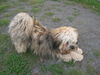 Bolonka Zwetna Foto: of the mysterious Avalon (ID 42879) Bolonka Zwetna Hund