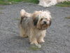 Bolonka Zwetna Foto: zwinger (ID 42878) Bolonka Zwetna Hund