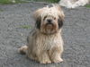 Bolonka Zwetna Foto: of the mysterious Avalon (ID 43381) Bolonka Zwetna Hund