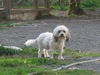 Bolonka Zwetna Foto: of the mysterious Avalon (ID 42885) Bolonka Zwetna Hund