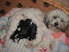 Bolonka Zwetna Foto: of the mysterious Avalon (ID 42886) Bolonka Zwetna Hund