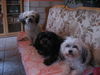 Bolonka Zwetna Foto: of the mysterious Avalon (ID 43379) Bolonka Zwetna Hund