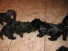 Bolonka Zwetna Foto: of the mysterious Avalon (ID 43382) Bolonka Zwetna Hund