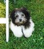 Bolonka Zwetna Foto: Hooch's Farbe verändert sich... (ID 42559) Bolonka Zwetna Hund