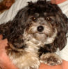 Bolonka Zwetna Foto: Bolonka Zwetna Hündin (ID 43857) Bolonka Zwetna Hund