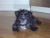 Bolonka Zwetna Foto: Unser kleiner Bruno mit 12 Wochen! (ID 21015) Bolonka Zwetna Hund
