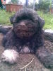 Bolonka Zwetna Foto: hier is der kleine noch mal wo er noch kleiner war (ID 45428) Bolonka Zwetna Hund
