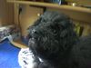 Bolonka Zwetna Foto: Unser Fussel mit 4 Monaten (ID 13224) Bolonka Zwetna Hund
