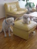 Bolonka Zwetna Foto: Das ist idefix mit seinem Couse =D (ID 33563) Bolonka Zwetna Hund