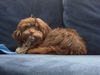 Bolonka Zwetna Foto: Paula 1/2 Jahr alt (ID 26662) Bolonka Zwetna Hund