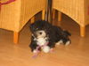Bolonka Zwetna Foto: unser schatz Genero (ID 43140) Bolonka Zwetna Hund