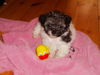 Bolonka Zwetna Foto: meine Josie als Welpe 2monate alt (ID 27095) Bolonka Zwetna Hund