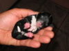 Bolonka Zwetna Foto: of the mysterious Avalon (ID 42884) Bolonka Zwetna Hund