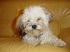 Bolonka Zwetna Foto: Das ist Idefix... (ID 32011) Bolonka Zwetna Hund