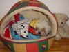 Bolonka Zwetna Foto: SCHÖN GEMÜT=) (ID 33564) Bolonka Zwetna Hund