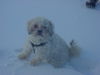 Bolonka Zwetna Foto: Das ist Idefix...ER LIEBT DEN SCHNEE!!! =) (ID 32012) Bolonka Zwetna Hund