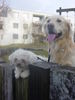 Bolonka Zwetna Foto: DAS IST IDEFIX UND SEIN FREUND :) (ID 33565) Bolonka Zwetna Hund