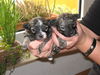 Bolonka Zwetna Foto: Merle-Ivi und Mascha, 3 Wochen alt (ID 44086) Bolonka Zwetna Hund