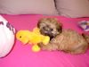 Bolonka Zwetna Foto: suchen gleiche in und um Wiesbaden (ID 20200) Bolonka Zwetna Hund