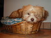 Bolonka Zwetna Foto: Das ist Teddy... (ID 33783) Bolonka Zwetna Hund