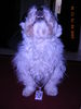 Bolonka Zwetna Foto: Das ist Larry ein waschechter Bolonka Zwetna nur halt in weiß und des gibts net oft!!! (ID 27673) Bolonka Zwetna Hund