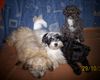 Bolonka Zwetna Foto: Unsere 4 kleinen Racker !!! (ID 35217) Bolonka Zwetna Hund