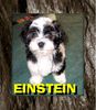 Bolonka Zwetna Foto: Unsere Zuckersüsse Einstein 2 monate alt (ID 30157) Bolonka Zwetna Hund