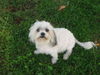Bolonka Zwetna Foto: of the mysterious Avalon (ID 42880) Bolonka Zwetna Hund