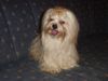 Bolonka Zwetna Foto: Unser Deckrüde Yaris (ID 16225) Bolonka Zwetna Hund