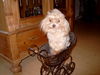 Bolonka Zwetna Foto: unser deckrüde gismo,deutscherbolonka,2.5 kg (ID 32454) Bolonka Zwetna Hund