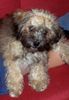 Bolonka Zwetna Foto: (ID 42859) Bolonka Zwetna Hund